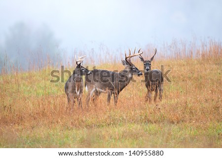 White-tailed deer bucks in an open meadow in Smoky Mountain National Park