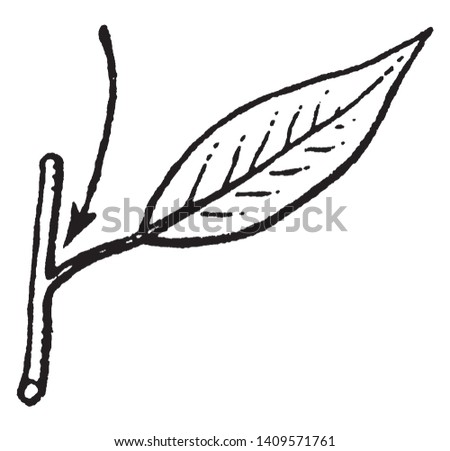 the upper angle between a branch and the stem from which it is growing, vintage line drawing or engraving illustration.