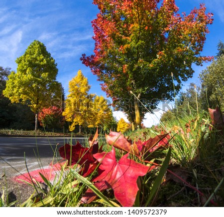 The autumn's colors in Seattle