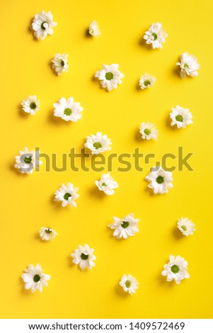 Daisy pattern. Top view. Flat lay. Floral pattern of white chamomile flowers on yellow background. Summer concept.