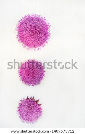 Lovely lilac fluffy flowers of a weed plant on a white background. Carduus crispus. Carduus platypus. Floral background.
