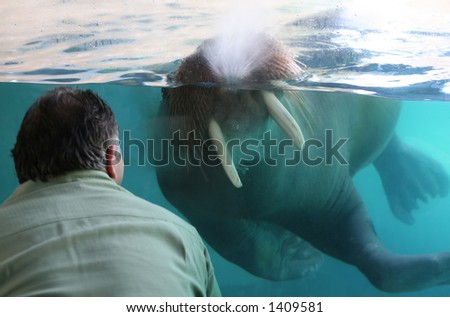 A man watching the walrus display almost squirted with water (focus on walrus)