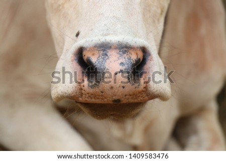 Cow Mouth Images, Stock Photos