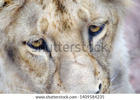 Katanga Lion Face and Eyes CLoseup