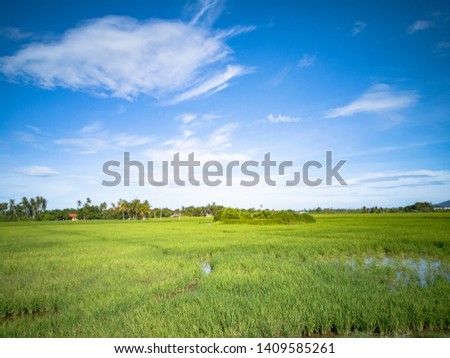 paddy field in Malaysia penang balik pulau Royalty-Free Stock Photo #1409585261