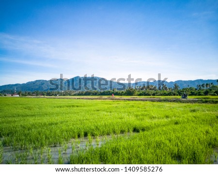 paddy field in Malaysia penang balik pulau Royalty-Free Stock Photo #1409585276