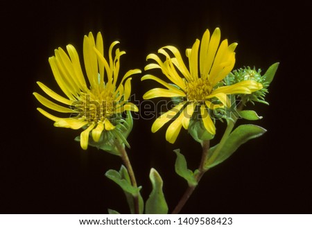 Yellow flowers of Marsh Gumplant