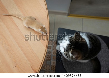 cat and mouse looking at each other