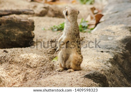 Meerkat has a small body size. Is a mammal
Meerkat is a vigilant guard, standing and sitting, watching his eyes, looking for enemies to escape.