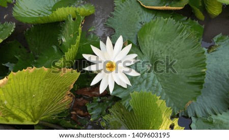 beautiful white lotus water lily flower bloom in a pond