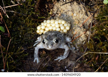 male of Midwife Toad with eggs