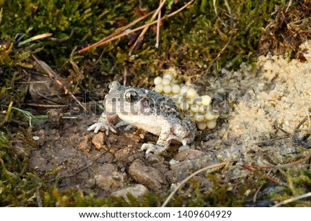 male of Midwife Toad with eggs