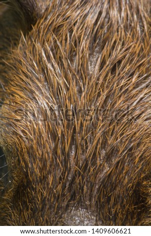 Capibara skin has dark brown or black hair.