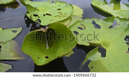 water in fold lily pad in the pond summer day rainy night