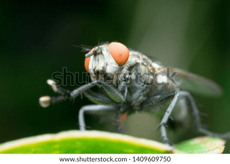 the fly eye is beautiful Royalty-Free Stock Photo #1409609750