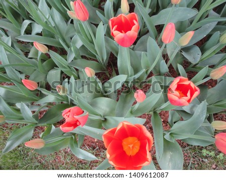 Unique and enchanting beauty of red tulips. (Gaziantep - Turkey)