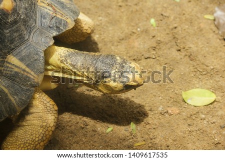 Radiated tortoise is walking
Is a kind of turtle Originated in Madagascar in the south