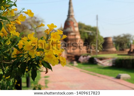 The big yellow flower behind the pagoda is a large decay.
