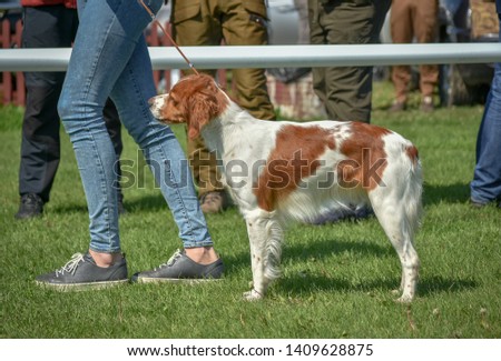 Epagneul breton beautiful portrait in hunting white-red dog