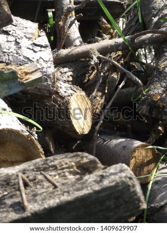 photo of oak logs sunny weather