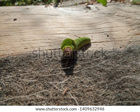Picture of a caterpillar, green body brown head.  Yellow stripe on the back with what look like eyes on the back.  Papilio Glaucus, Eastern Tiger Swallowtail larva.