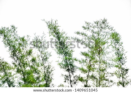 Bamboo leaves on white background Isotated