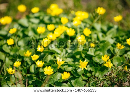 yellow small flowers in a flower bed