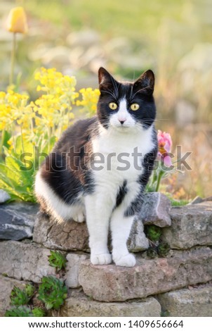 Cute cat, tuxedo pattern black and white bicolor, European Shorthair, sitting attentively on an old brick wall in a flowery garden in spring, Germany Royalty-Free Stock Photo #1409656664