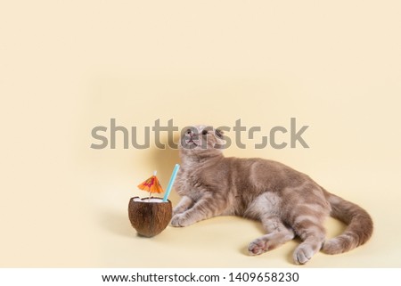 Summer vacation banner. Cute cat with coconut cocktail looking at copy space on yellow background.