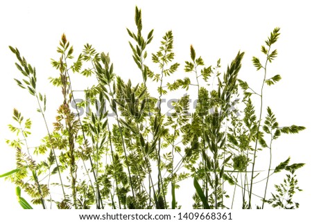 green flowering grass - shape isolated on a white background