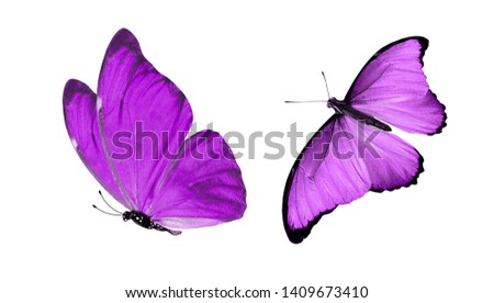  two purple butterflies isolated on white background