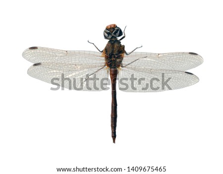 Dragonfly close up isolated on a white background.