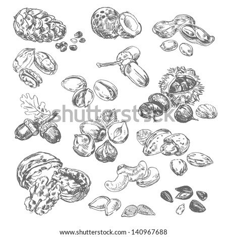 Freehand drawing nuts. Pistachios, cashews, coconut, filbert, peanuts, almonds, acorn, coconut, seeds, chestnut, pine nuts, acorn. Vector illustration. Isolated on white background