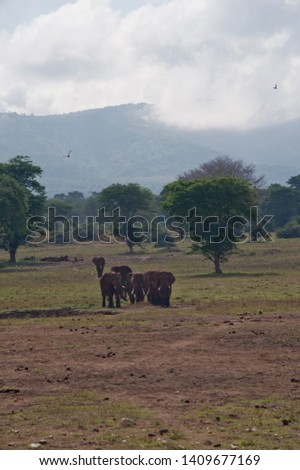 Elephant herd walking on the plains. Kenya. Africa.
