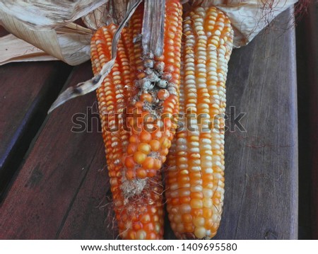 different size and color range of orange maize corn after harvest, one with disease, Malagasy production, Antananarivo, Madagascar