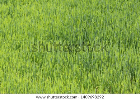 Natural green background with juicy spring green grass