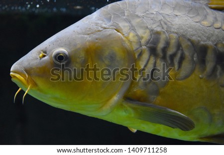 Underwater Fish. Beautiful Photography Background