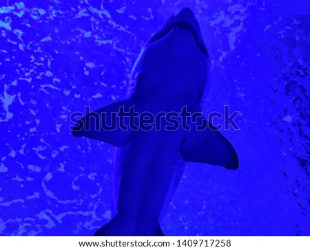 Sharks ( Elasmobranch fish) Underwater
