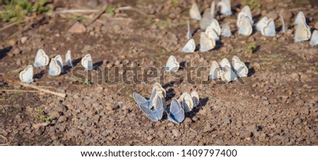 Many small blue butterflies "Polyommatus icarus" bask in the sun sitting on the surface of small pebbles.