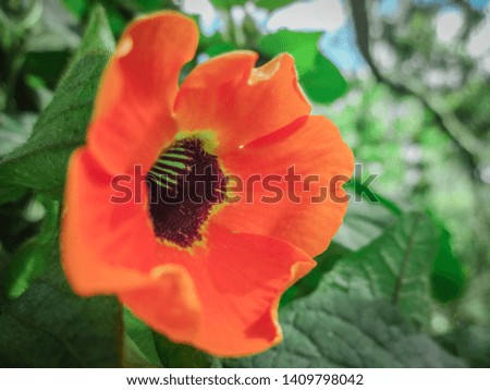 Orange flower with big petals and green background - Image