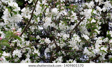 Background of white small flowers