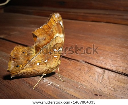 beautiful butterflies perch on teak at night
