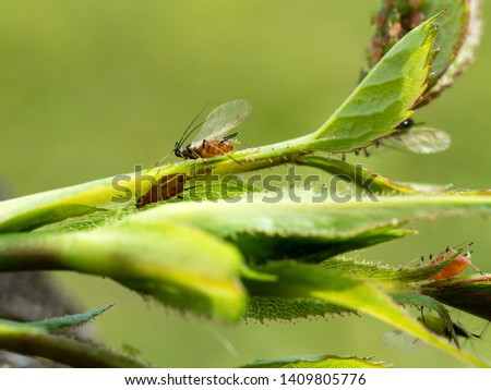 closeup of winged adult aphid sucking on rose branch