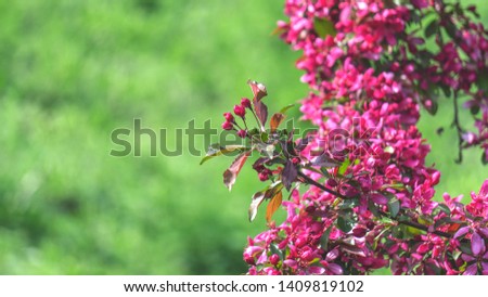 Pink inflorescence. bloom, flowering, blossom, blossoming, flower