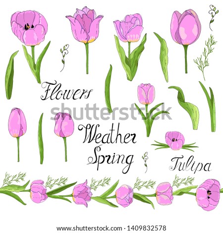 Tulipa vector illustration  hand draw. Celebrate happy spring vector  illustration. Happy birthday celebrate hand draw box vector  illustration.