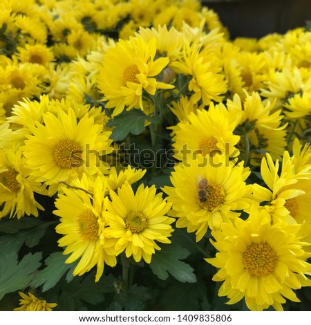 Macro image of of yellow Chrysanthemum with a bee and pollination