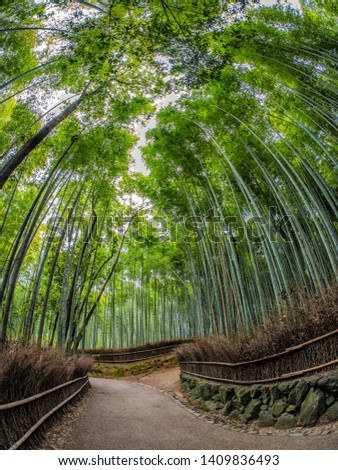 Path to bamboo forest, Arashiyama, Kyoto, Japan