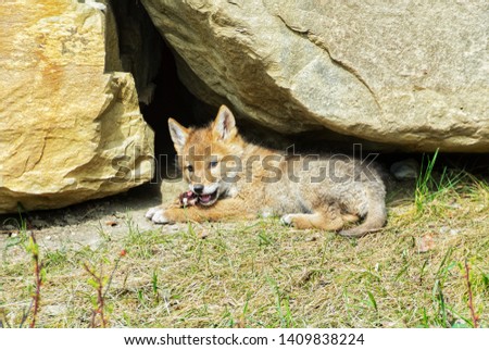 picture of a coyote pup eating some prey, Calgary, Alberta, Canada.