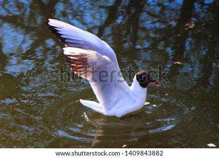 White gull with water .