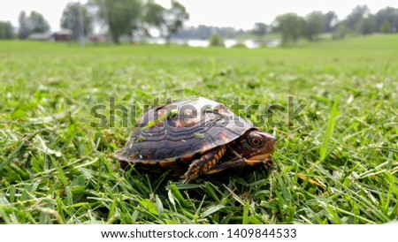  turtle walking through the grass at the park